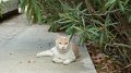 Athens cat 1
